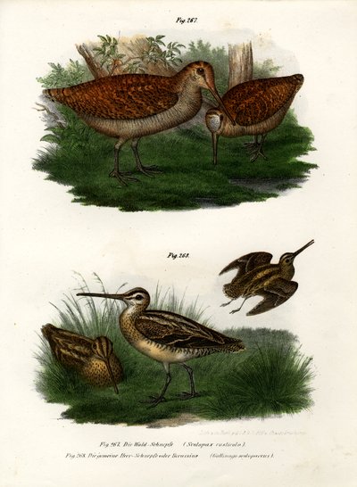 Eurasian Woodcock by German School